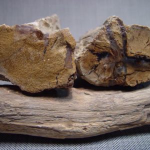 Rough, Eden Valley, petrified wood, small