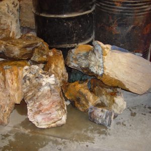 Rough, Hubbard Basin petrified wood