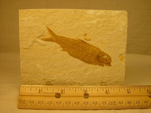 Knightia, fossil fish, WY state fossil