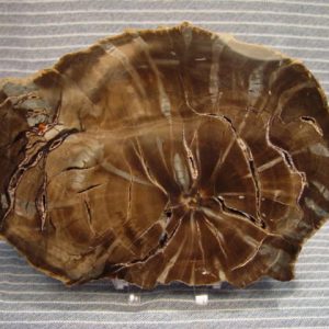 Polished: Woodworthia slab